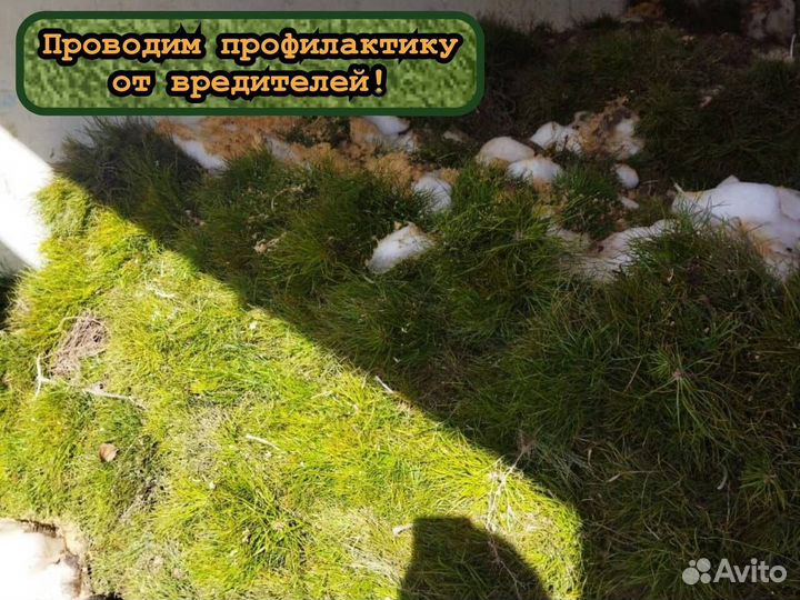 Сеянцы сосны и ели окс