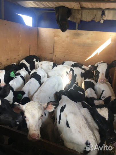 Телята бычки свежий завоз. от 1м месяцев