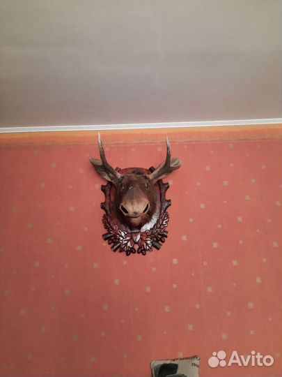 Чучело головы лося