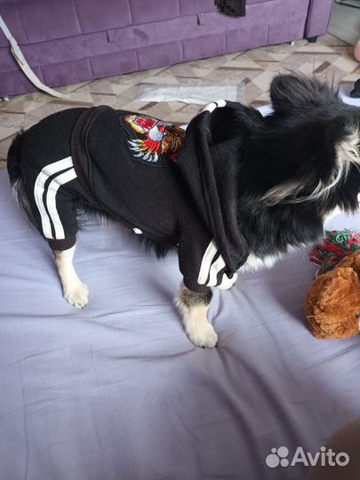 Комбинезон для маленькой собаки