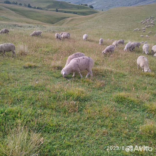 Бараны ягнята