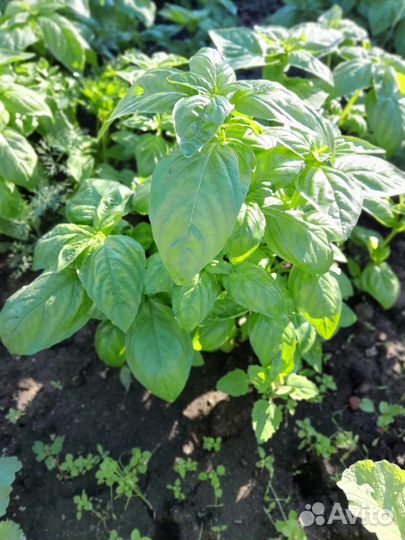 Овощи,зелень