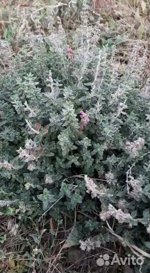 Саженцы многолетних растений Вероника сизая