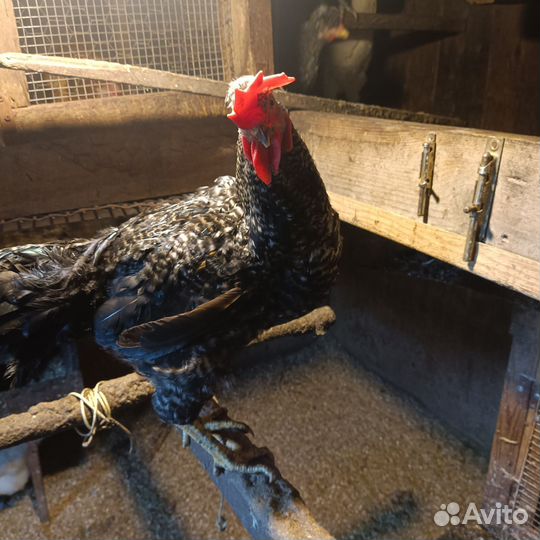 Продам петушков