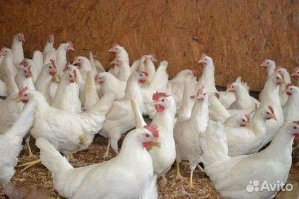 Куры несушки и молодки оптом и в розницу