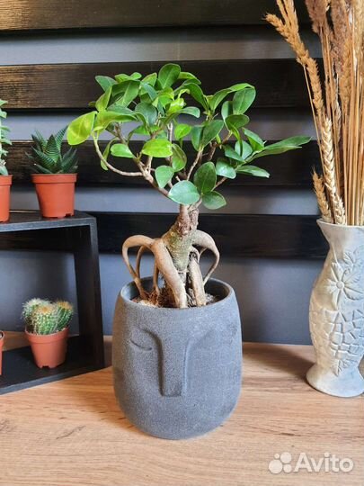 Фикусы разные