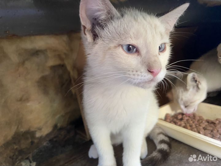 Тайские котята бесплатно