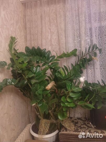 Замиокулькас