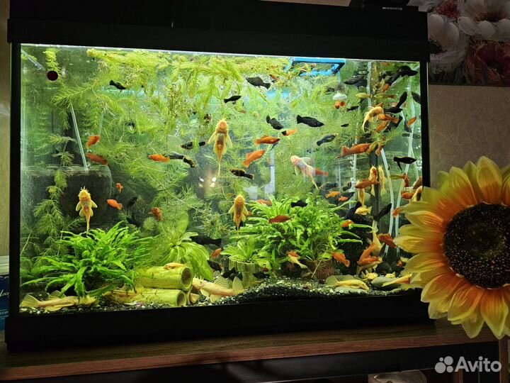 Меченосцы, велифера награды, сомы L144