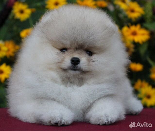 Шикарный кремовый мишка Тэдди