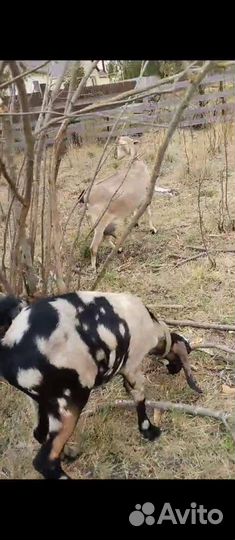 Нубийские козы