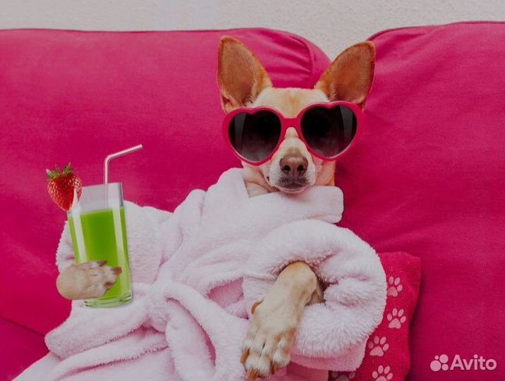 Передержка домашних животных