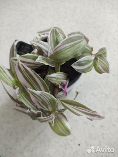 Традесканции