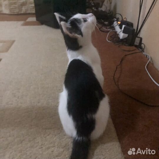Кошечка Даша ждет добрые ручки