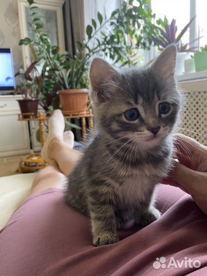 Котенок