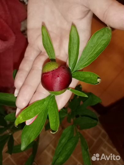 Пион Рубра Плена