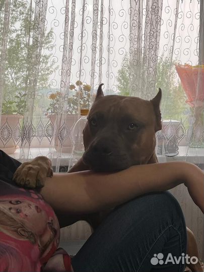 Стаффорд вязка