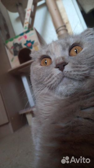 Отдам кошку