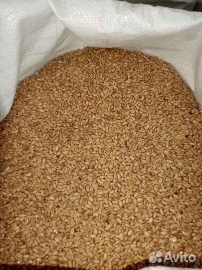 Пшеница Ячмень