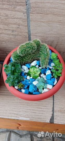 Минисадик Флорариум