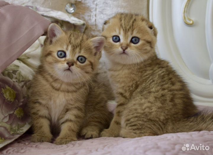 Шотландские котята