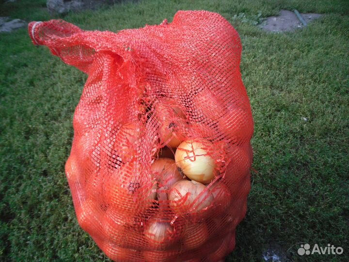 Лук репчатый