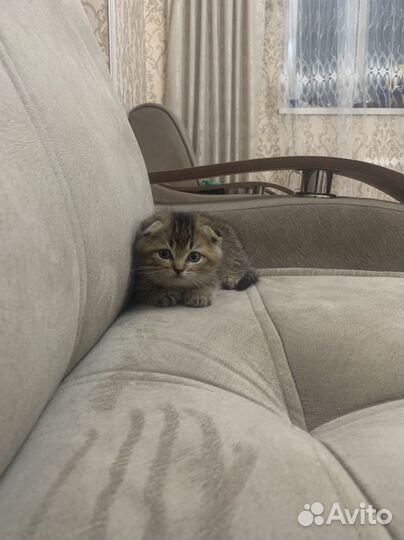 Кошка шиншилла