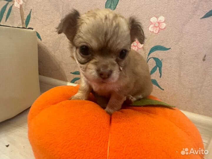 Щенки чихуахуа