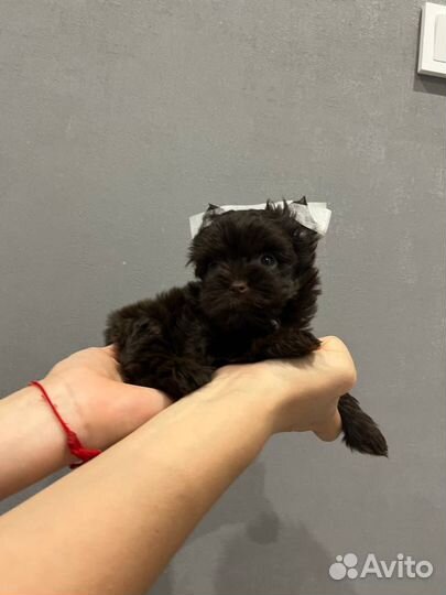 Мини йорк девочка