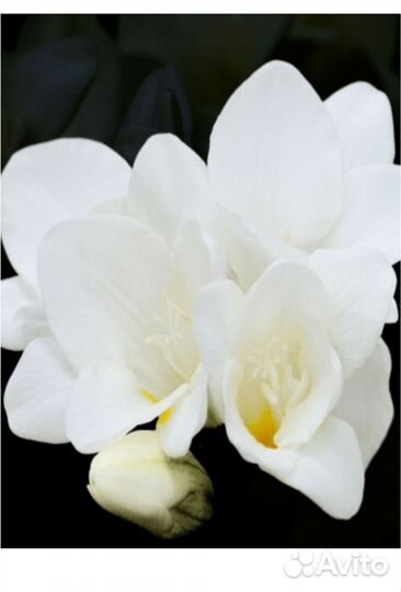 Yodeyma Dela Вода парфюмерная 15 мл