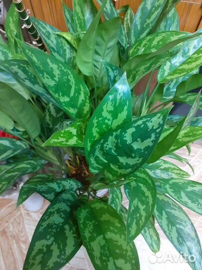 Комнатые растения