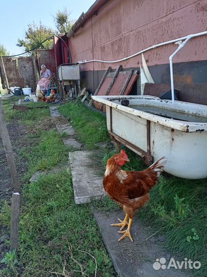 Молодые петухи