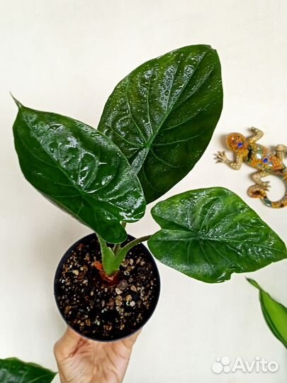 Алоказия Ред секрет/Регал Шилдс/ Лоу райдер