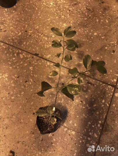 Мандарин(клементин) Амоа 8