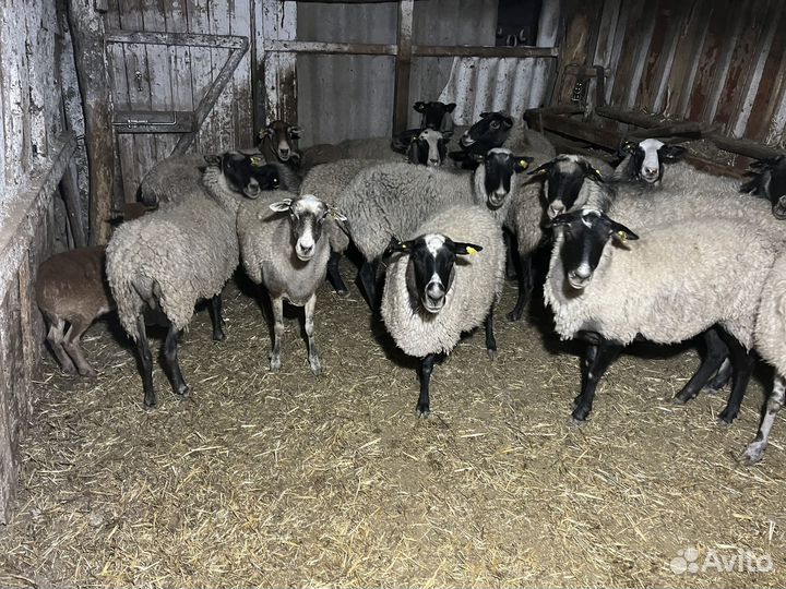 Бараны овцы стадо