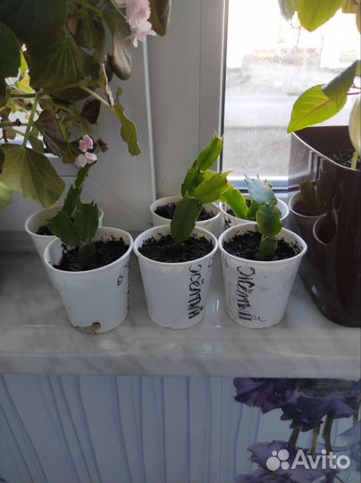 Комнатный цветок Декабрист