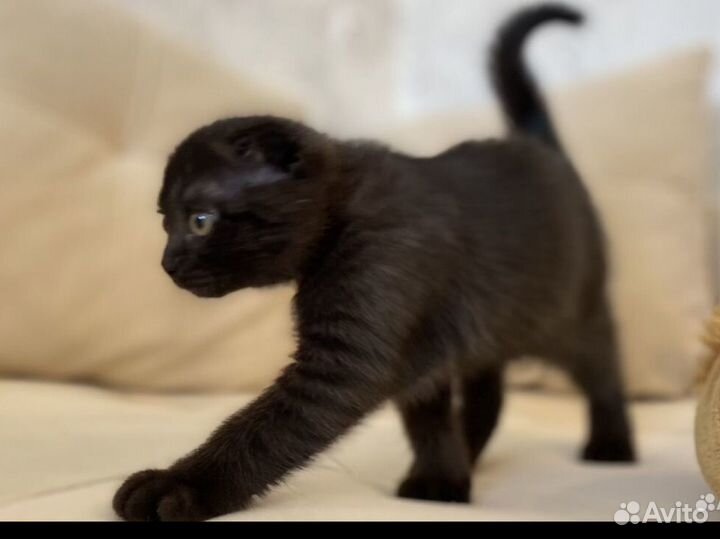 Шотландские котята