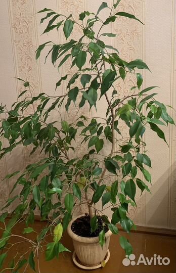 Фикус бенджамина