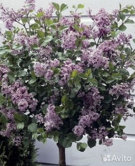 Сирень Мейера