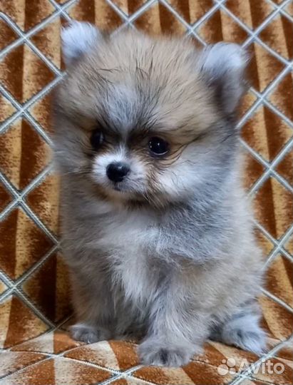 Щенки шпица