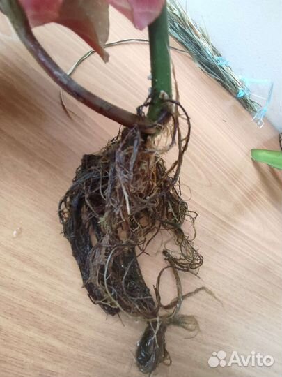 Бегонии разные