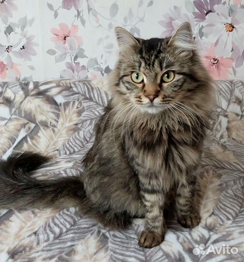 Кот Барсик