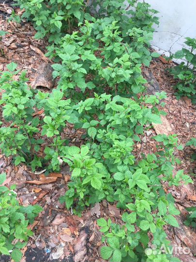 Малина саженцы