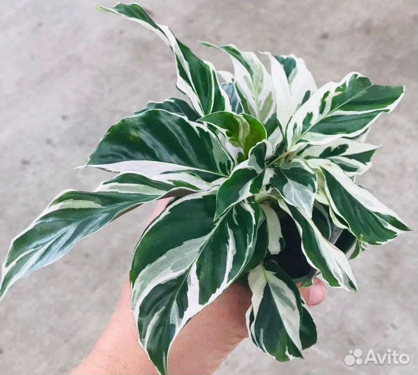 Комнатные цветы