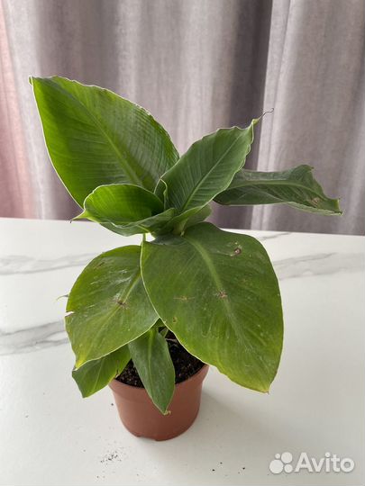 Комнатные растения доставка бесплатно