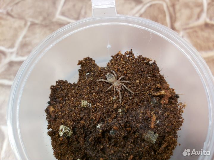 Пауки-птицееды разных видов