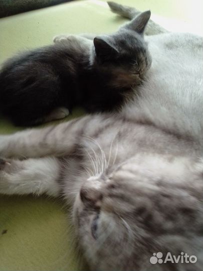 Отдаем котенка, Угольная