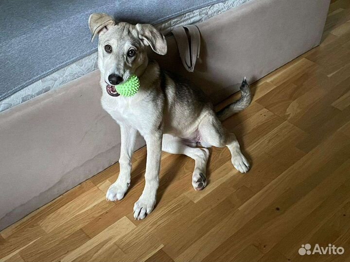 Собака в дар