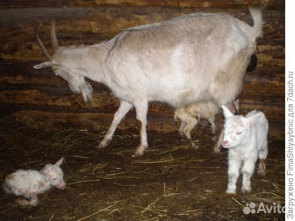 Коза дойная молочная