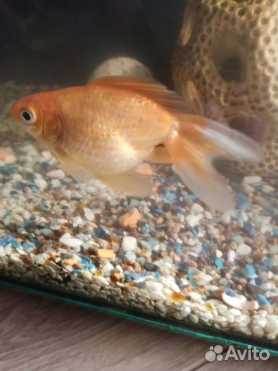 Аквариумные рыбки